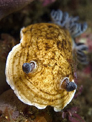 Aphelodoris varia, Bare Island by Doug Anderson 